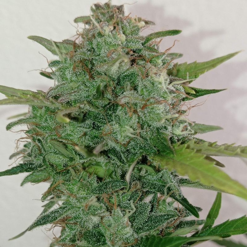 Nasiona marihuany automatyczne Auto Blue Dream - odmiana konopi