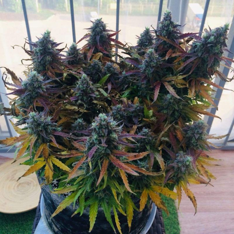 Nasiona marihuany automatyczne Auto Blueberry - odmiana konopi