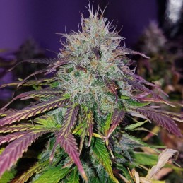 Nasiona marihuany automatyczne Auto Blueberry Kush - odmiana konopi