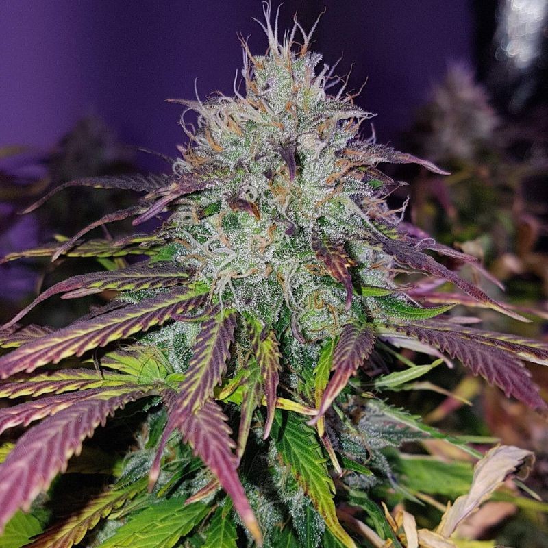 Nasiona marihuany automatyczne Auto Blueberry Kush - odmiana konopi