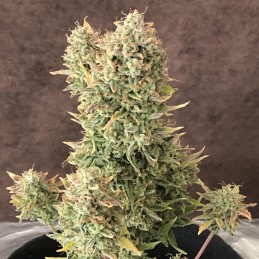 Nasiona marihuany automatyczne Auto Bubblelicious - odmiana konopi