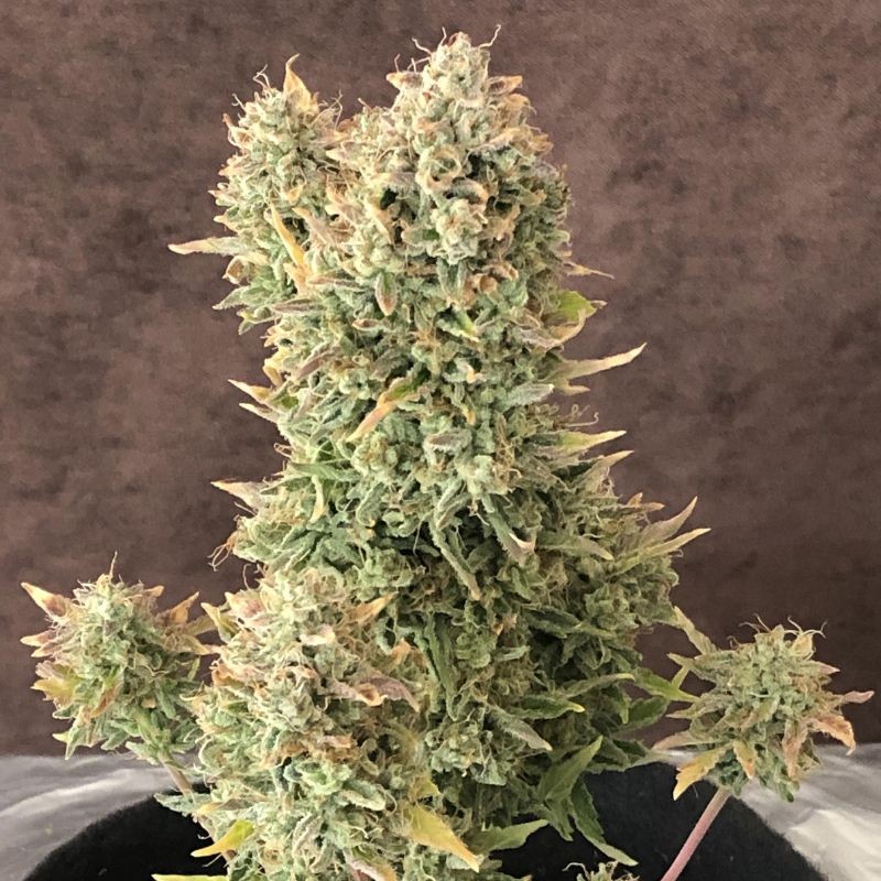 Nasiona marihuany automatyczne Auto Bubblelicious - odmiana konopi