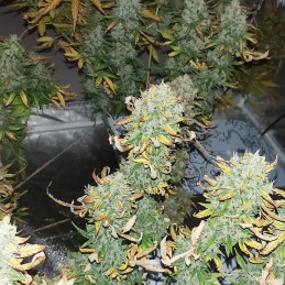 Nasiona marihuany automatyczne Auto Master Kush - odmiana konopi