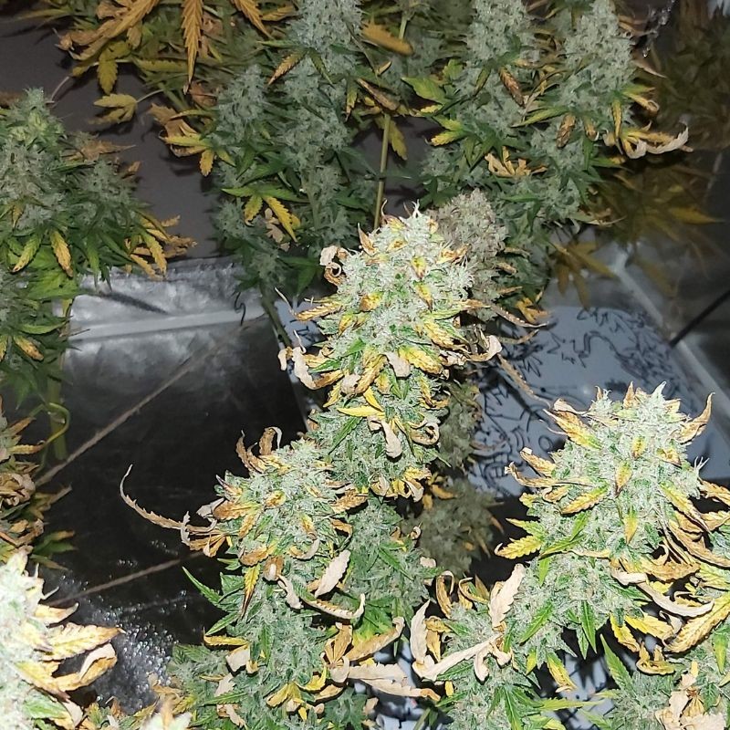 Nasiona marihuany automatyczne Auto Master Kush - odmiana konopi