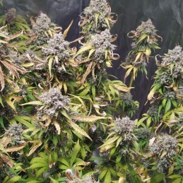 Nasiona marihuany automatyczne Auto Lemon OG - odmiana konopi