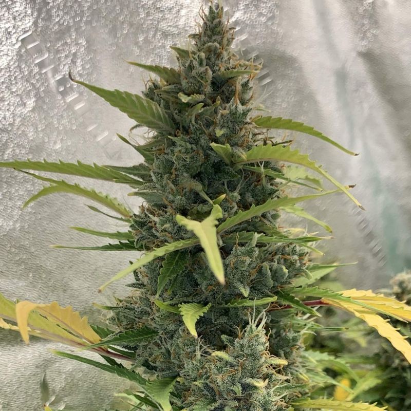 Nasiona marihuany automatyczne Auto Jock Horror - odmiana konopi