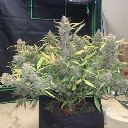 Nasiona marihuany automatyczne Auto Ice - odmiana konopi