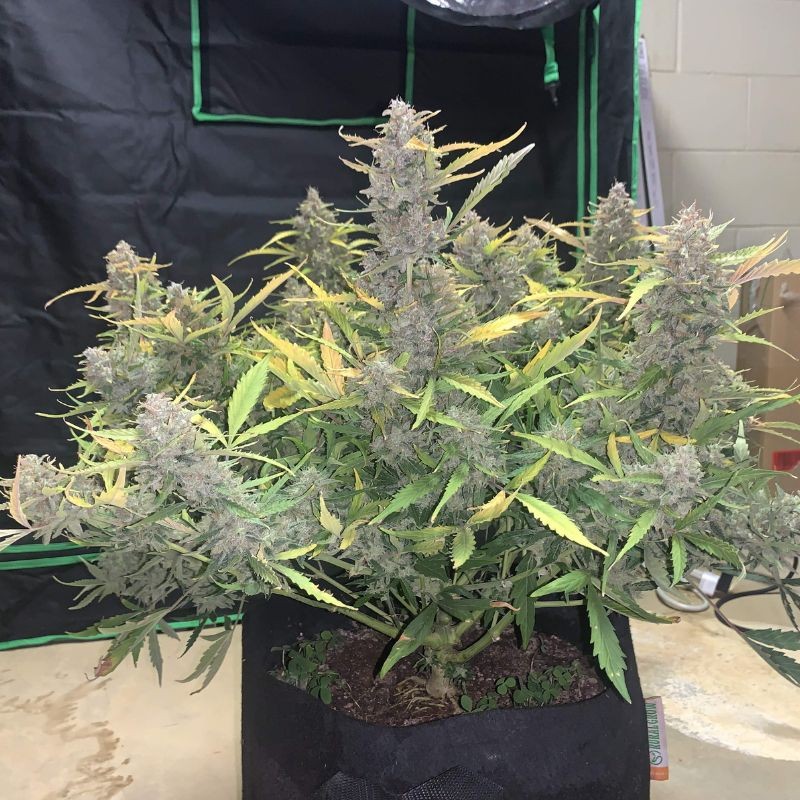 Nasiona marihuany automatyczne Auto Ice - odmiana konopi