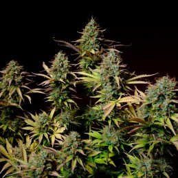 Nasiona marihuany automatyczne Auto Hawaii Maui Waui - odmiana konopi