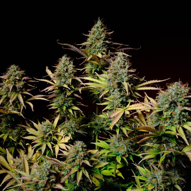 Nasiona marihuany automatyczne Auto Hawaii Maui Waui - odmiana konopi