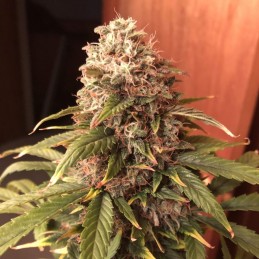 Nasiona marihuany GG-48 - odmiana konopi