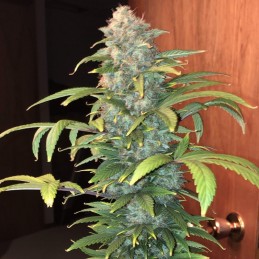 Nasiona marihuany automatyczne Auto Girl Scout Cookies - odmiana konopi