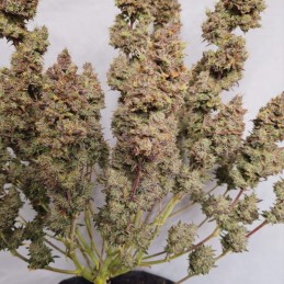 Nasiona marihuany automaty White Dwarf Auto - opis odmiany konopi