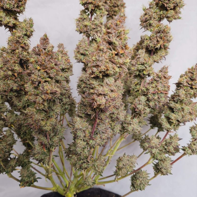 Nasiona marihuany automaty White Dwarf Auto - opis odmiany konopi