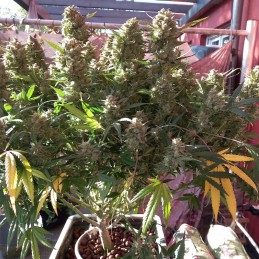 Nasiona marihuany Top44 Fast version - opis odmiany konopi