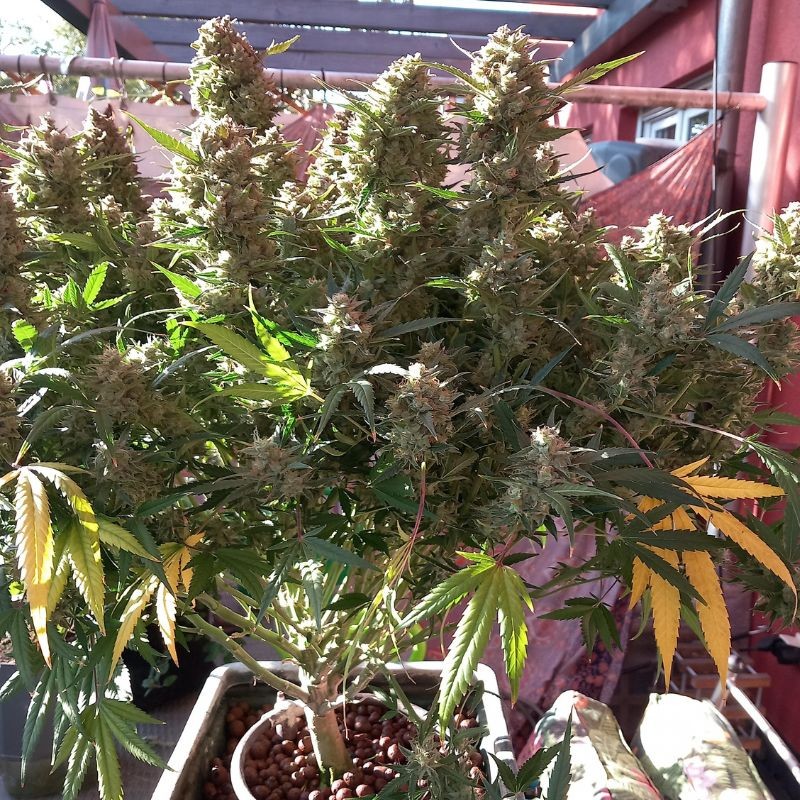 Nasiona marihuany Top44 Fast version - opis odmiany konopi