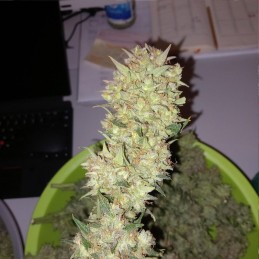 Nasiona marihuany automatyczne Tangie Auto - opis odmiany konopi