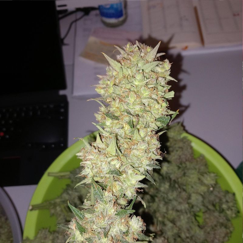 Nasiona marihuany automatyczne Tangie Auto - opis odmiany konopi