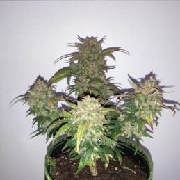 Nasiona marihuany automatyczne Tangerine Auto - opis odmiany konopi