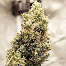 Nasiona marihuany automatyczne Sweet Zombie Death Auto - opis odmiany konopi