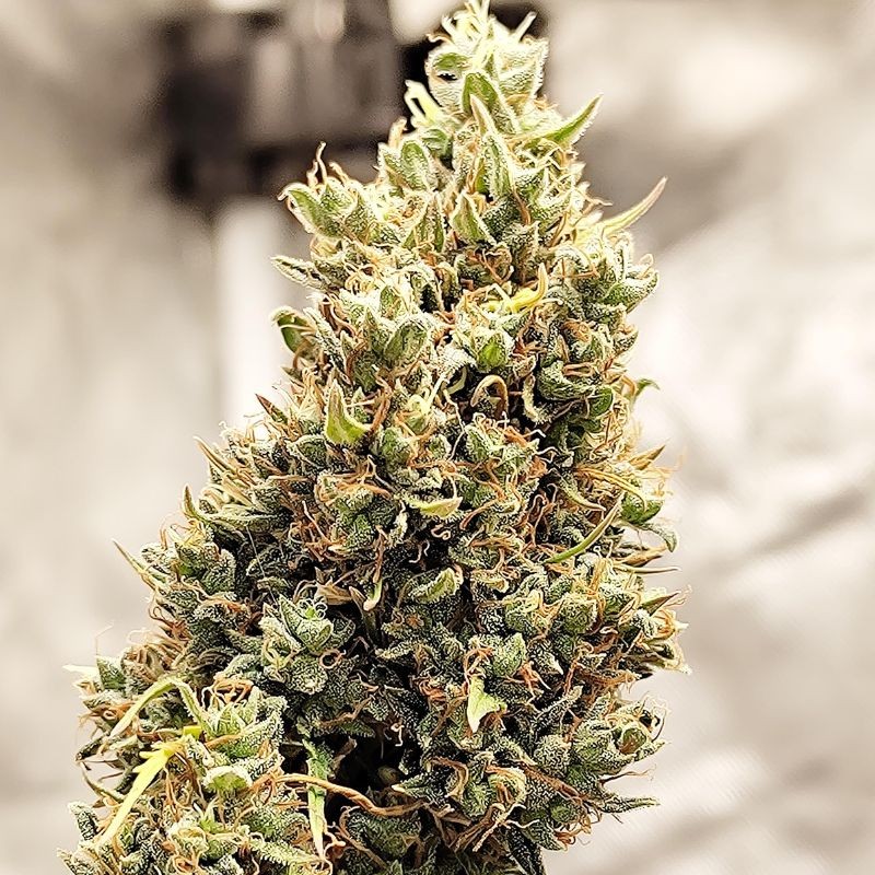 Nasiona marihuany automatyczne Sweet Zombie Death Auto - opis odmiany konopi