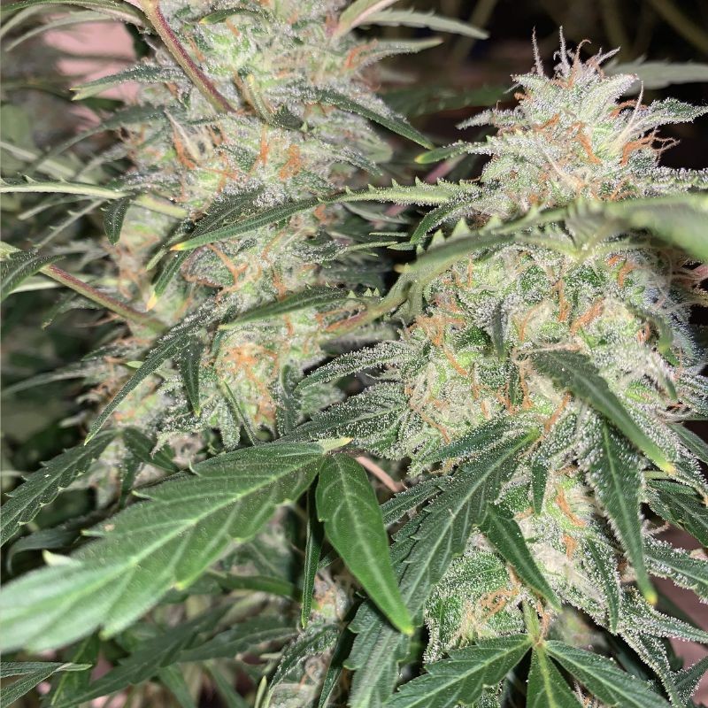 Nasiona marihuany automatyczne Super Critical Auto - opis odmiany konopi