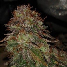 Nasiona marihuany Shaman x Passion - opis odmiany konopi
