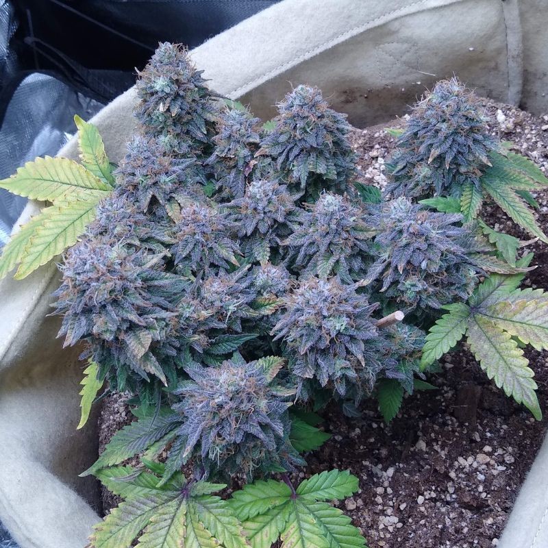 Nasiona marihuany Serious 6 x Passion - opis odmiany konopi