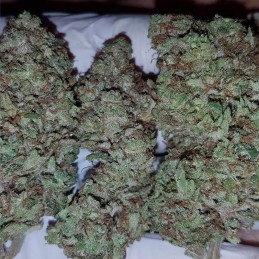 Nasiona marihuany Serious 6 Fast - opis odmiany konopi