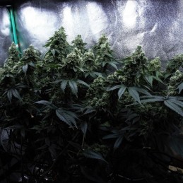 Nasiona marihuany Purple Maroc x Passion - opis odmiany konopi