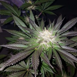 Nasiona marihuany Purple Maroc Fast - opis odmiany konopi