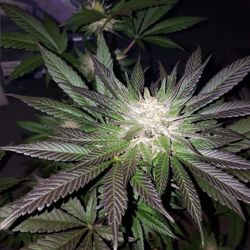 Nasiona marihuany Purple Maroc Fast - opis odmiany konopi