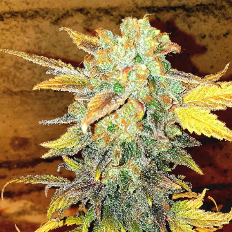 Nasiona marihuany Outdoor OG Kush Fast - opis odmiany konopi