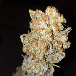 Nasiona marihuany automatyczne Orange Sherbet Auto - opis odmiany konopi