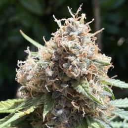 Nasiona marihuany automatyczne Amnesia Haze Bubblegum Auto - odmiana konopi