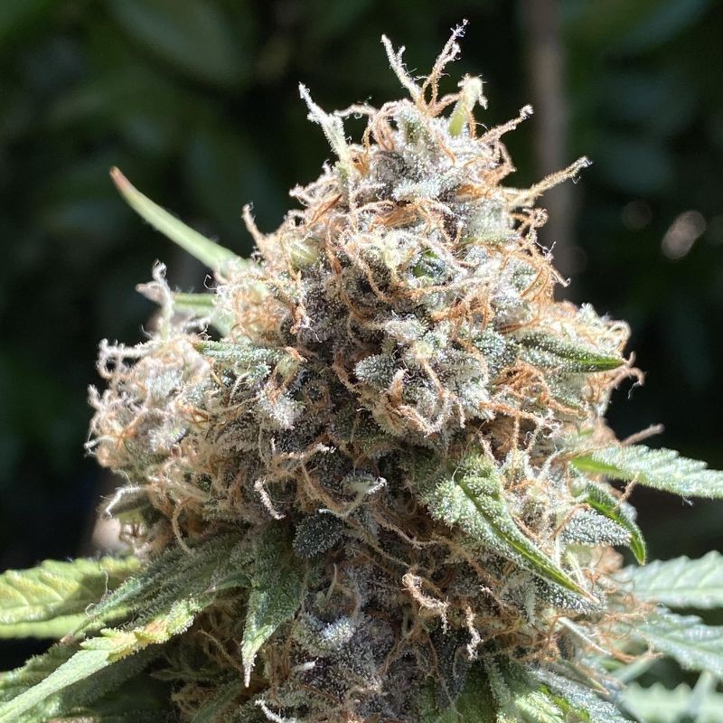 Nasiona marihuany automatyczne Amnesia Haze Bubblegum Auto - odmiana konopi