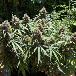 Nasiona marihuany Mexican Sativa Fast - opis odmiany konopi