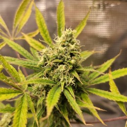 Nasiona marihuany KC33 Fast - opis odmiany konopi