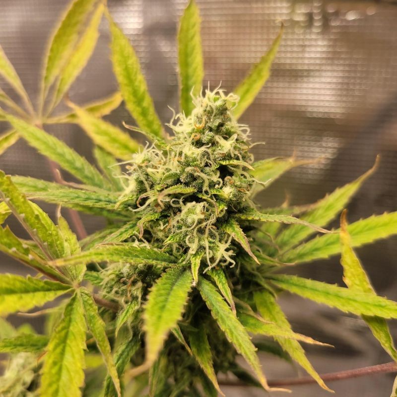 Nasiona marihuany KC33 Fast - opis odmiany konopi