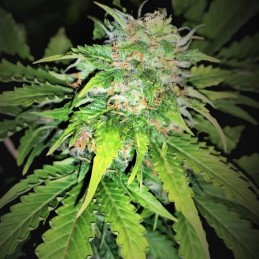 Nasiona marihuany automatyczne Medical Crack Auto - opis odmiany konopi