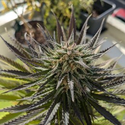 Mandarinian Haze Auto