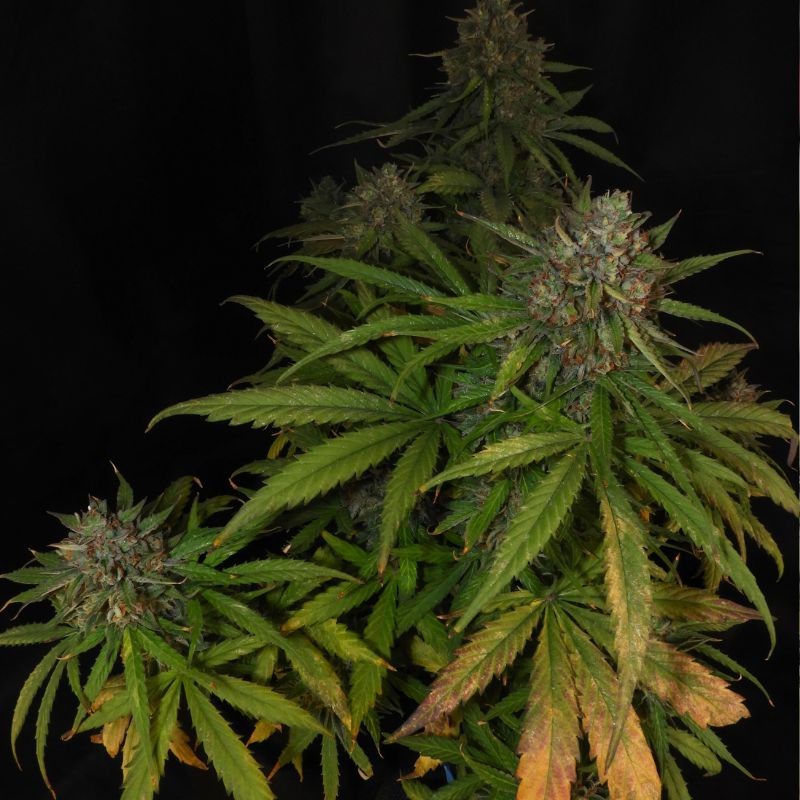Nasiona marihuany automatyczne Lemon Zkittlez Auto - opis odmiany konopi