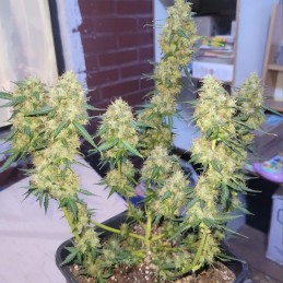 Nasiona marihuany automatyczne Auto AK47 - odmiana konopi