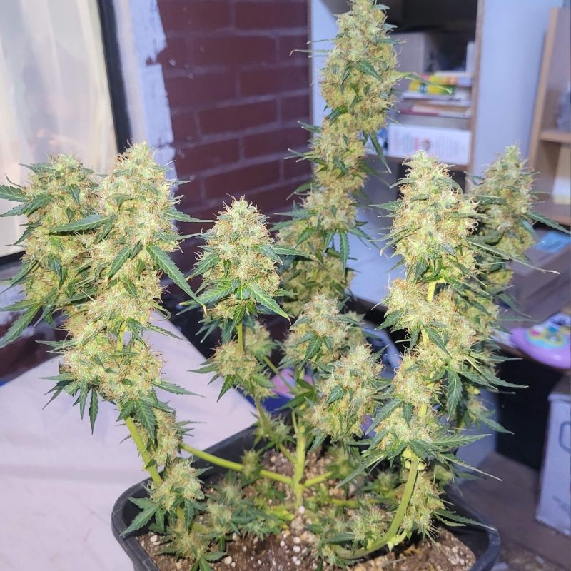 Nasiona marihuany automatyczne Auto AK47 - odmiana konopi