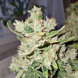 Nasiona marihuany automatyczne Lemon Skunk Auto - opis odmiany konopi