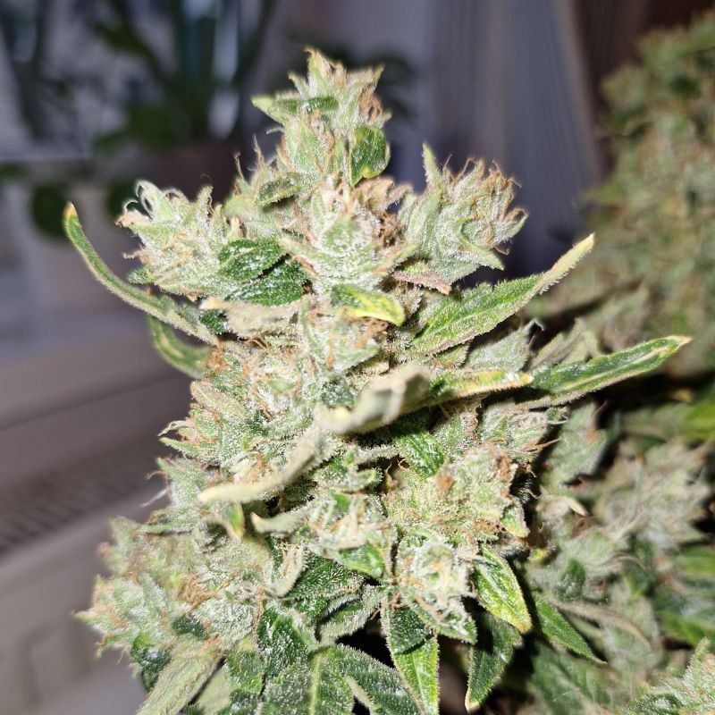 Nasiona marihuany automatyczne Lemon Skunk Auto - opis odmiany konopi