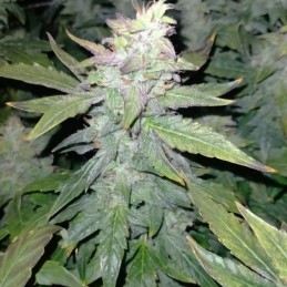 Nasiona marihuany Leda Uno Fast - opis odmiany konopi