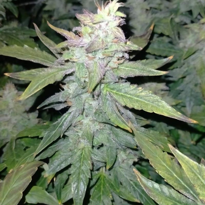 Nasiona marihuany Leda Uno Fast - opis odmiany konopi