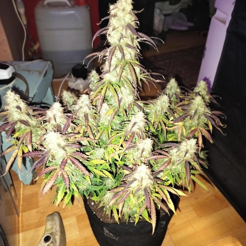 Nasiona marihuany Biddy Early 1 Fast - odmiana konopi