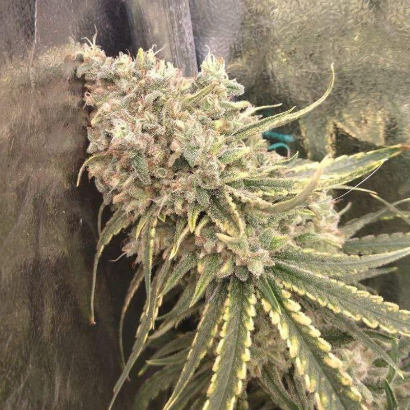 Nasiona marihuany automatyczne Hindu Kush Auto - opis odmiany konopi